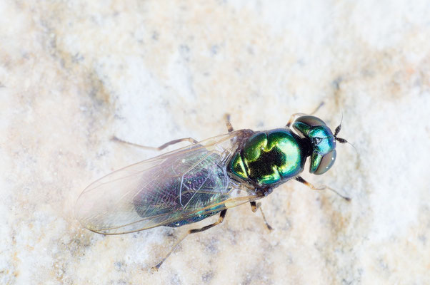 Microchrysa polita - Zornheim, Garten, bei Birne 5/2018 (Grünglänzende Waffenfliege)