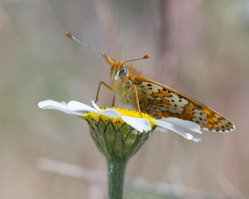 Melitaea cf. deione - Narbonne-Plage 5/2016 (Leinkraut-Scheckenfalter)