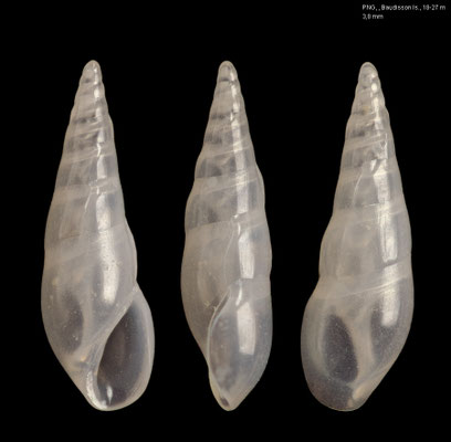Sabinella spec. 3 - Papua New Guinea, Baudisson Is., 18-27 m 12/2012