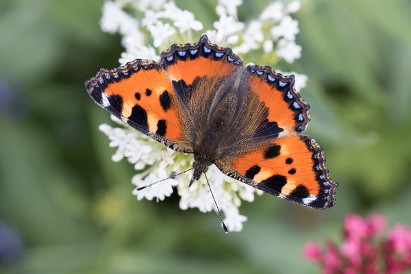 Aglais urticae - Zornheim, Garten, auf Spornblume 6/2022 (Kleiner Fuchs)