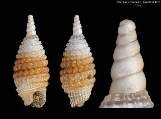 Horologica cf. alligata - Indonesia, Gulf of Tomini, Kep. Togian, Batudaka Is., Batubila, 14-18 m 10/2010