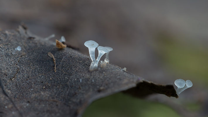 Hymenoscyphus cf imberbis - Schaafheim, Wald 10/2015 (Bartloses Nagelbecherchen)