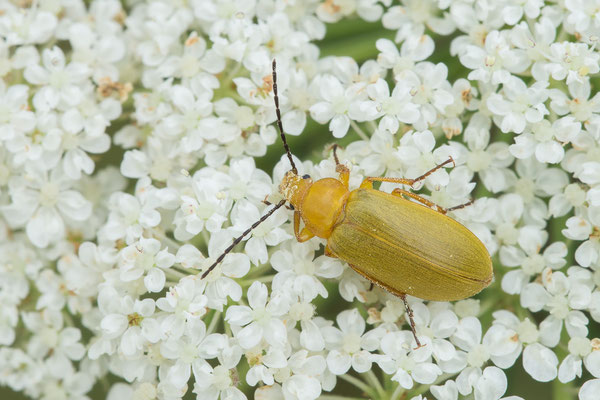 Cteniopus flavus - Zornheim, Brache, Wilde Möhre 7/2017 (Schwefelkäfer)