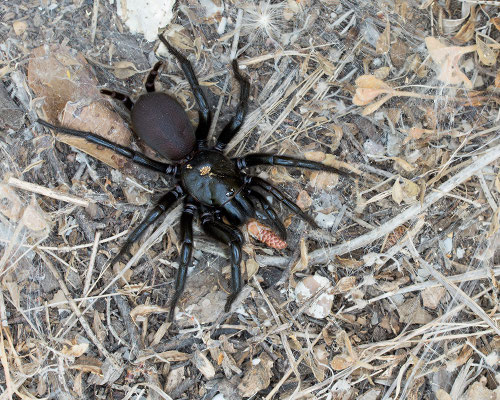 Macrothele calpeiana - Spanien, Conil de la Frontera 6/2015 (Fam. Vogelspinnenartige)