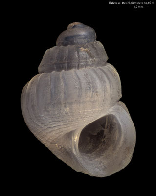 Parashiela spec. 1 - Philippines, Prov. Batangas, Mabini, Sombrero Isl., 15 m, 6/2023