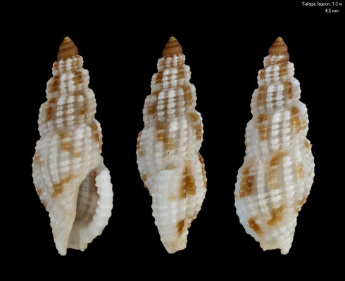 Kermia daedalea - Egypt, Safaga, lagoon, 1-2 m 4/1997