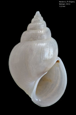 Microstelma japonicum - Philippines, Mactan Is., 100 m 11/2015
