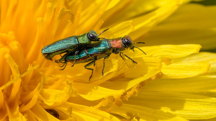 Anthaxia nitidula - Mörsfeld, Waldwiese 4/2018 (Glänzender Blütenprachtkäfer)