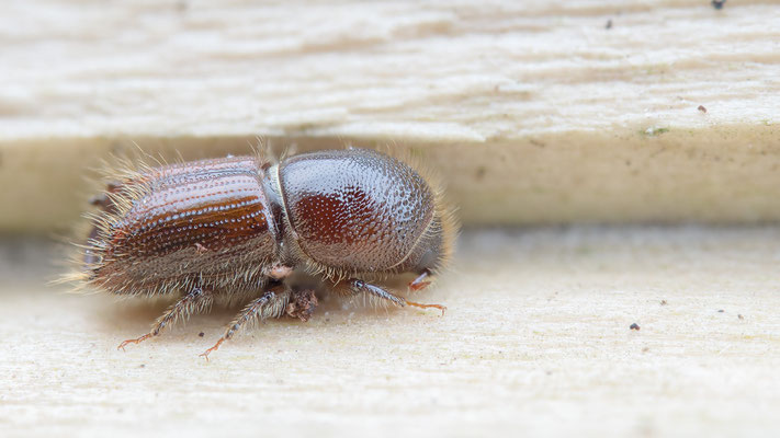 Ips typographus - Zornheim, Holzlager 4/2016 (Buchdrucker)