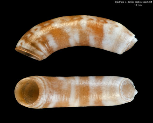 Meioceras cornucopiae - Bahamas, Eleuthera Is., James Cistern, beachdrift 4/2022