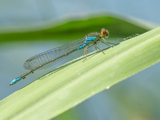Erythromma viridulum - Ippesheim, Nahe, Ippesheimer See 7/2013 (Granatauge)