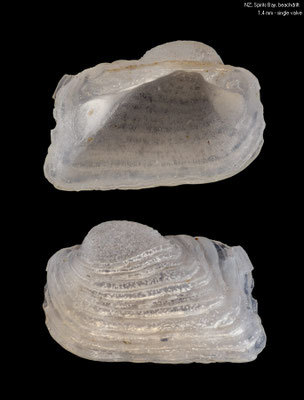 Acar sandersonae (single valve) - New Zealand, Spirits Bay, beach 12/2012