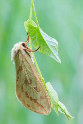Hepialus humuli ♀ - Zornheim, Wiese 7/2016 (Hopfen-Wurzelbohrer)