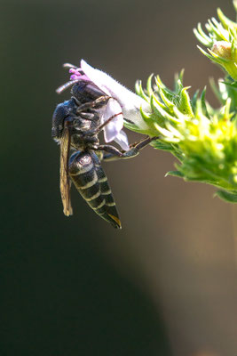 Coelioxys aurolimbata - Zornheim, Garten, an Bohnenkraut 8/2019 (Goldsaum-Kegelbiene)