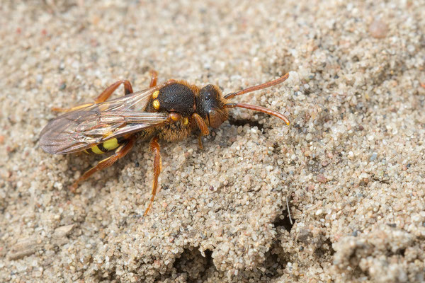 Nomada lathburiana - Mainz, Düne 4/2019 (Rothaarige Wespenbiene)