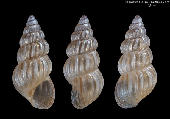 Pusillina philippi - Spain, Costa Brava, l´Escala, Cala Montgo, 2,5 m 5/2019