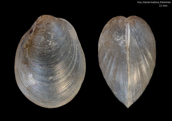 Crenella arenaria - Greece, Kos, Kamari harbour, bycatch 5/2009 (Mytilidae)
