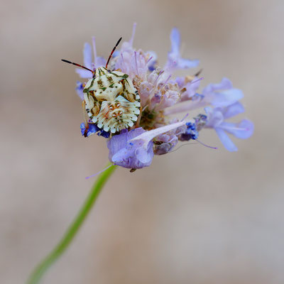 Carpocoris mediterraneus - Kroatien, Losinj 6/2014 (Südliche Fruchtwanze - Larve)