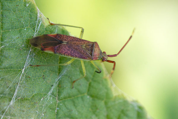 Pantilius tunicatus -  Zornheim, Hecke im Feld 9/2016