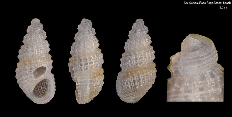 Simulamerelina spec. 3 - Am. Samoa, Pago Pago, beachdrift near Pago Pago Airport 6/2003
