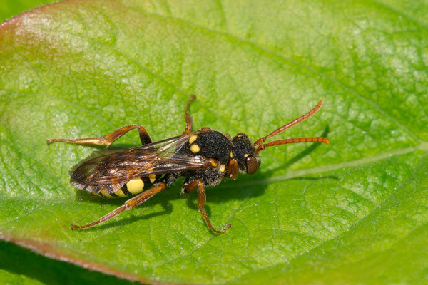 Nomada marshamella ♀ - Zornheim, Garten, morgens auf Mispel 5/2021 (Wiesen-Wespenbiene)