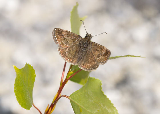 Erynnis tages - Oppenheim, Steinbruch 4/2018 (Kronwicken-Dickkopffalter)