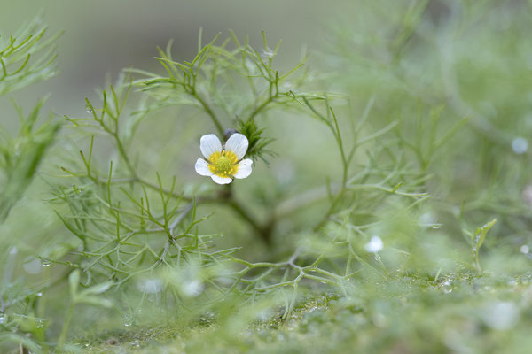 Ranunculus aquatilis - Schaafheim, OWK-Biotop, Teich trocken 10/2023 (Gew. Wasserhahnenfuß)