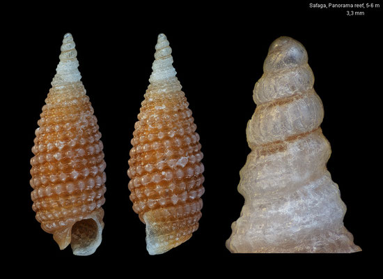 Prolixodens lutea - Egypt, Safaga, Panorama reef, 5-6 m 10/2015 