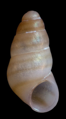 Barleeia microthyra - Mauritius, Gris Gris, beach 12/2012 size: 1,4 mm