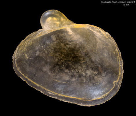 Berthelinia caribbea - Bahamas, Eleuthera Is., Touch of Heaven, beachdrift 4/2022 (Juliidae) juvenil