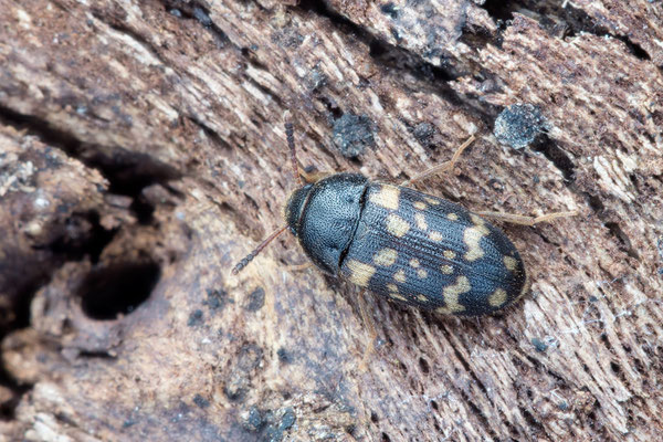 Mycetophagus atomarius - Schaafheim, Wald, unter Rinde 4/2021 (Fam. Baumschwammkäfer)