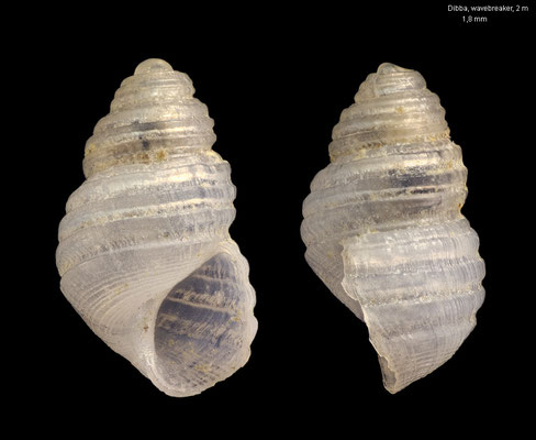 Oscilla spec. 7 - UAE, Dibba, 2 m - 2/2014