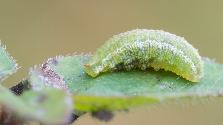 Syrphidae Gen. spec. - Zornheim, Garten 11/2015 (Fam. Schwebfliegen, Larve)