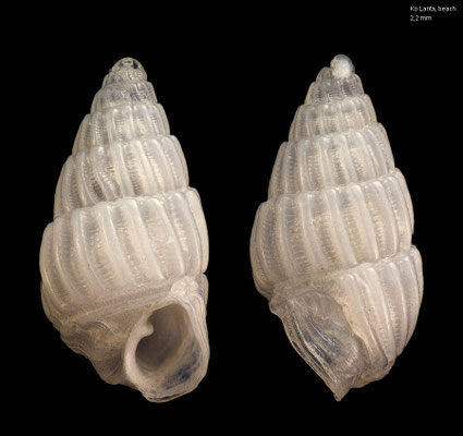 Babella cf. gloria - Thailand, Ko Lanta, Bakantian Beach 2016