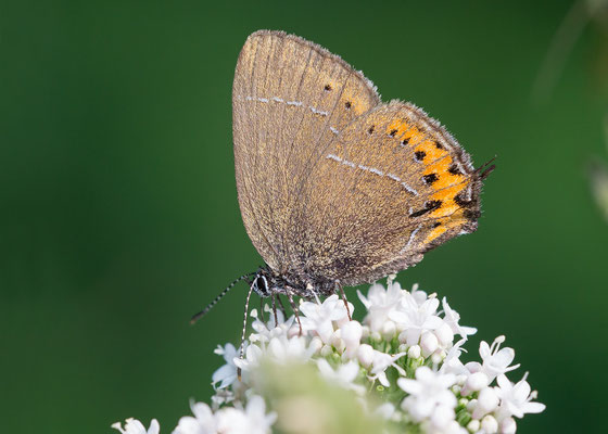  Satyrium pruni - Jugenheim, Waldrand, auf Baldrian 6/2018 (Pflaumen-Zipfelfalter)