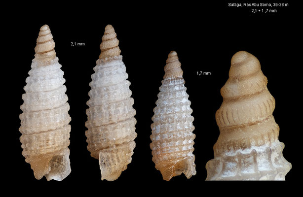 Marshallopsis cf. blanda - - Egypt, Safaga, Ras Abu Soma, 36-38 m 12/2013