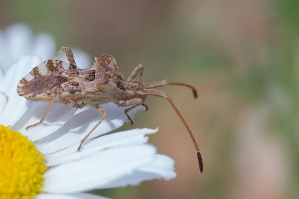Centrocoris spiniger - Kroatien, Cres, Martinscica, Camp Slatina 6/2017