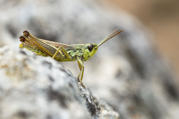 Pseudochorthippus parallelus - Zornheim, Garten 7/2017 (Gemeiner Grashüpfer)