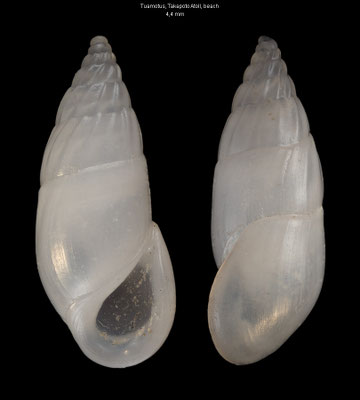 Zebina bidentata - French-Polynesia, Tuamotus, Takapoto Atoll, beach ca. 2016