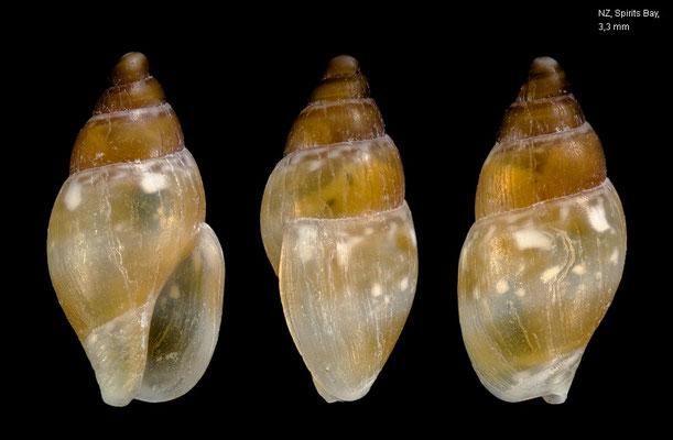 Zemitrella choava - New Zealand, Spirits Bay, beach 12/2011