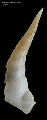 Bacula striolata - Mozambique, Jangamo area, 15-20 m 2012
