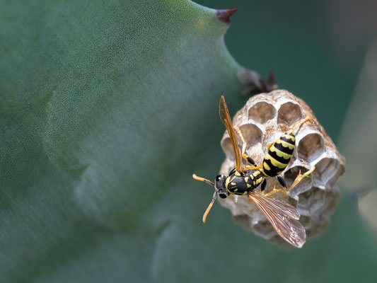 Polistes dominula - Spanien, Costa Brava, Camping Port de la Vall, Waldrand 5/2018 (Gallische Feldwespe)