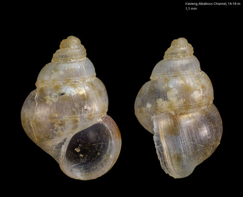 Alvania spec. 3 - PNG, Kavieng, Albatross Channel, 14-16 m 12/2012