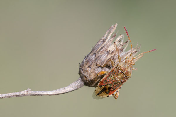 Rhopalus subrufus - Wöllstein, Ölberg 5/2017