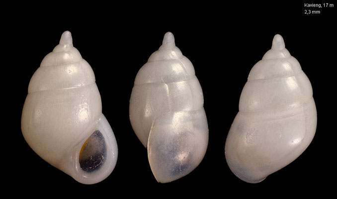 Apicalia cf. gibba - Papua New Guinea, Kavieng, 17 m 12/2012