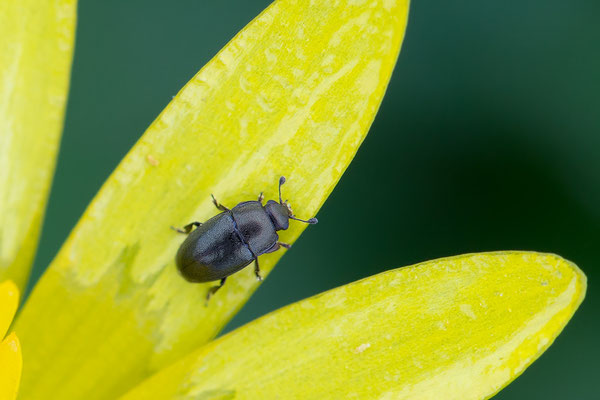 Meligethes aeneus - Ippesheim, Nahe, Uferwiese, Scharbockskraut 4/2016 (Rapsglanzkäfer)