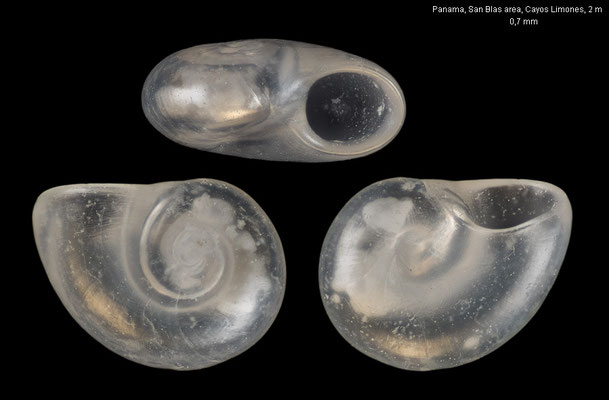Teinostoma lerema - Panama, San Blas area, Cayos Limones, 2 m 1/2020