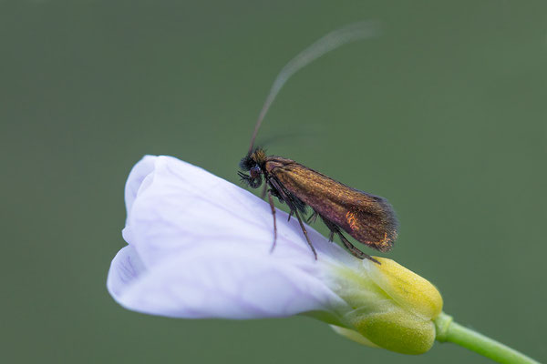 Cauchas rufimitrella - Zornheim, Garten, Wiesenschaumkraut 4/2014 (Rotsilberne Langhornmotte)