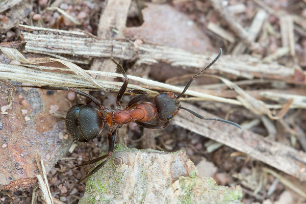 Formica cf. polyctena -Mehlinger Heide, lichter Kiefernwald 4/2021 (Kahlrückige Waldameise?)