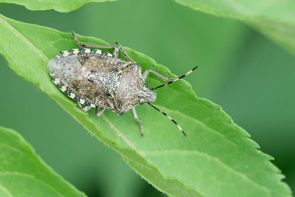 Rhaphigaster nebulosa - Spanien, Costa Brava, Sant Pere de Rodes, Klostergarten 5/2018 (Graue Gartenwanze)
